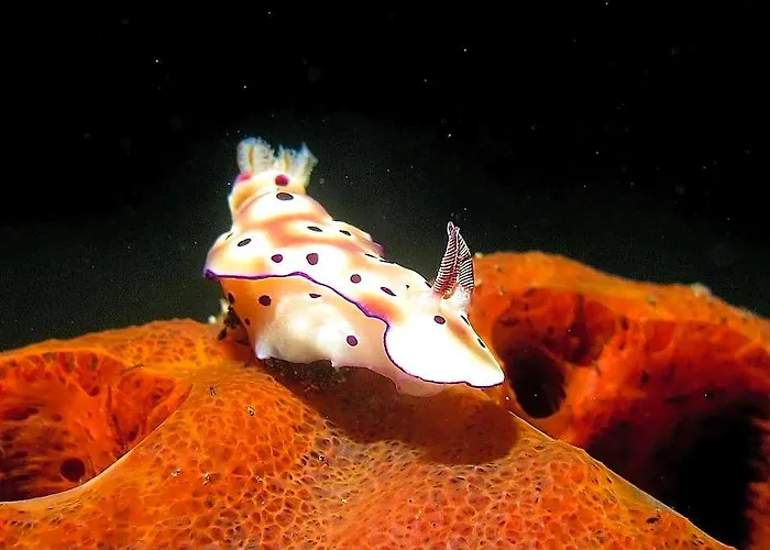 Abwonderdive ホテル クブ