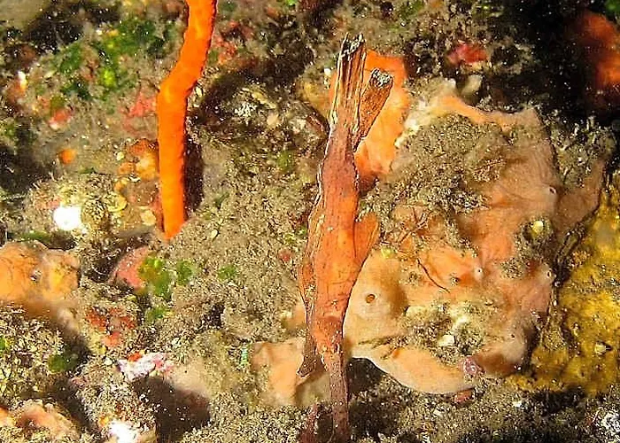 Abwonderdive
