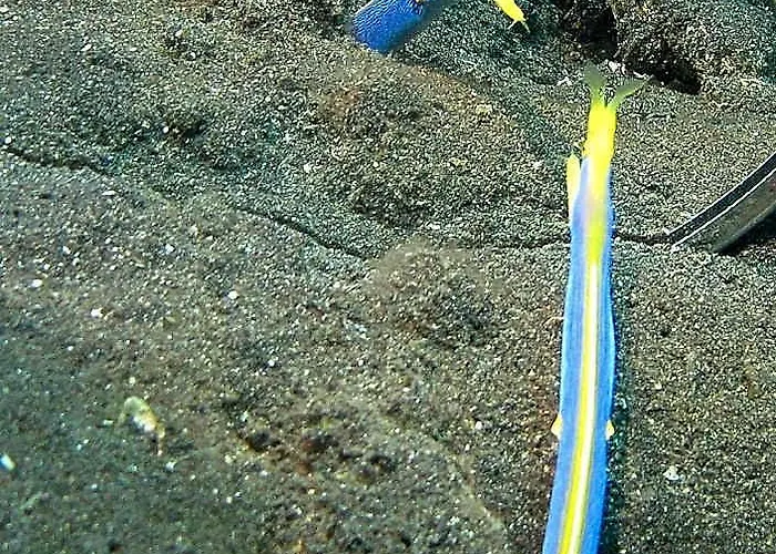Abwonderdive 5* クブ